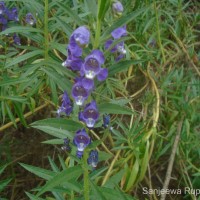 Angelonia salicariifolia Bonpl.